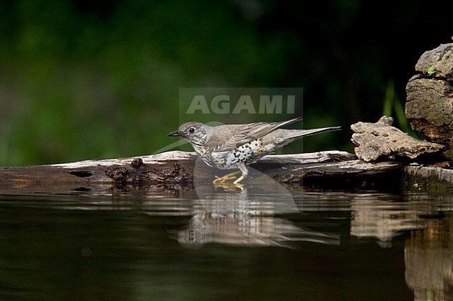 Grote Lijster bij drinkplaats; Mistle Thrush at drinking site stock-image by Agami/Marc Guyt,