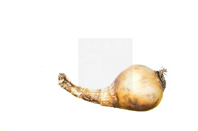 Daffodil bulb stock-image by Agami/Wil Leurs,