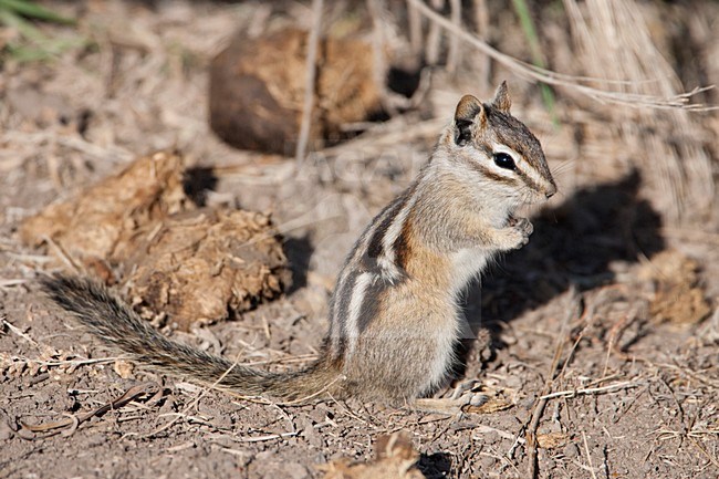Kleine chipmunk in Grand Teton NP USA, Least chipmunk at Grand Teton NP USA stock-image by Agami/Martijn Verdoes,