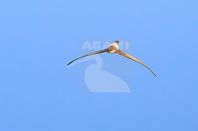 Alpine Swift (Tachymarptis melba) in acrobatic flight against a blue sky as a background, Cyprus stock-image by Agami/Tomas Grim,