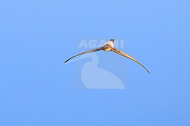 Alpine Swift (Tachymarptis melba) in acrobatic flight against a blue sky as a background, Cyprus stock-image by Agami/Tomas Grim,