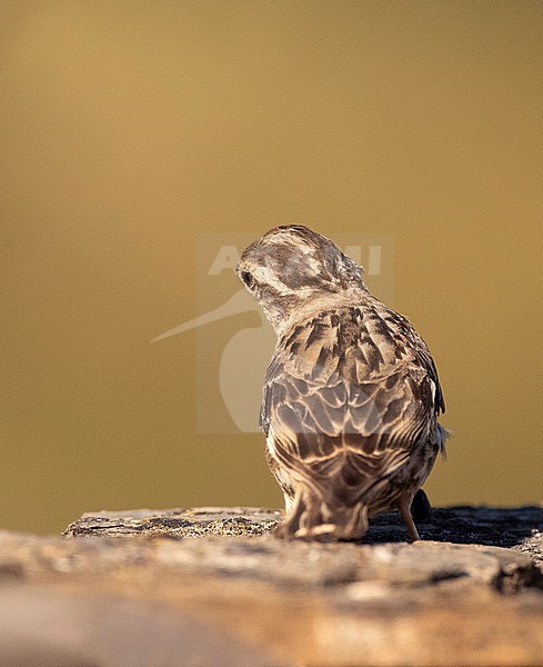 Rock Sparrow (Petronia petronia petronia) in rural Spain. Showing crown stripe from behind. stock-image by Agami/Marc Guyt,