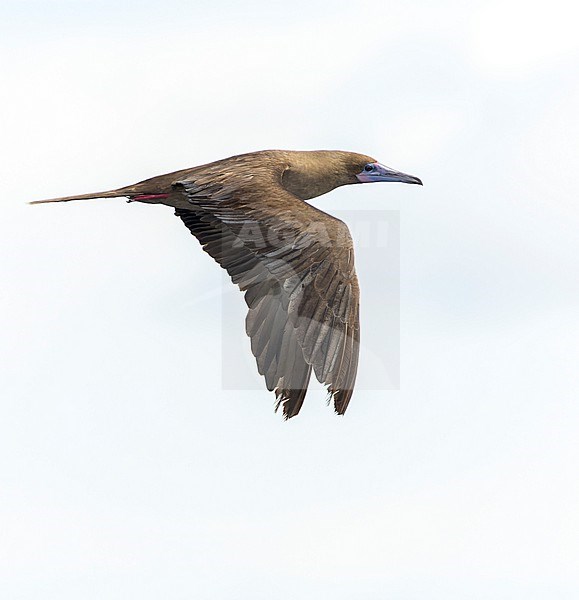 Dark morph Red-footed booby (Sula sula rubripes) at sea in the Pacific Ocean, around the Solomon Islands. stock-image by Agami/Marc Guyt,