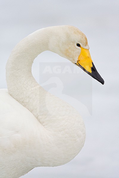 Portrait of a beautiful Whooper Swan (Cygnus cygnus) wintering on the island Hokkaido in Japan. stock-image by Agami/Marc Guyt,