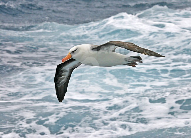 Campbellalbatros vliegend boven Zuidelijke Pacifische Oceaan; Campbell Albatross adult flying above southern Pacific ocean stock-image by Agami/Pete Morris,