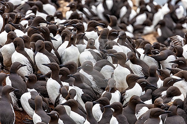 Common Guillemot (Uria aalge) colony in arctic Norway. stock-image by Agami/Daniele Occhiato,