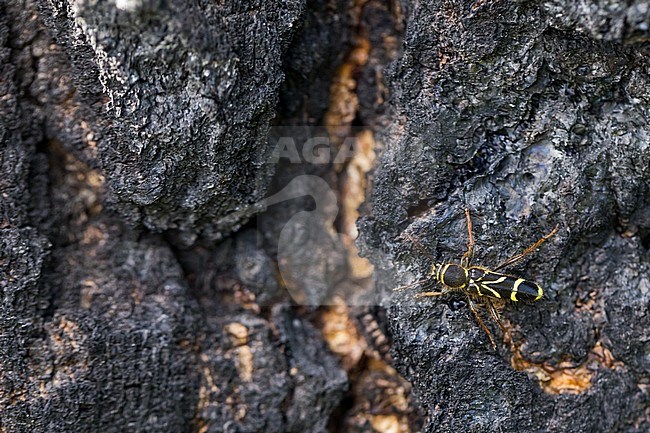 Cyrtoclytus capra, Russia (Baikal), imago stock-image by Agami/Ralph Martin,