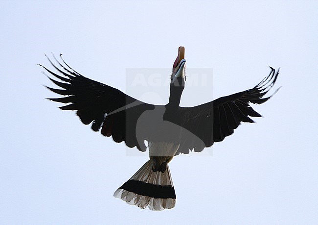 Rhinoceros Hornbill (Buceros rhinoceros) flying overhead over the Kinabatangan river in Sabah, Malaysia. stock-image by Agami/James Eaton,