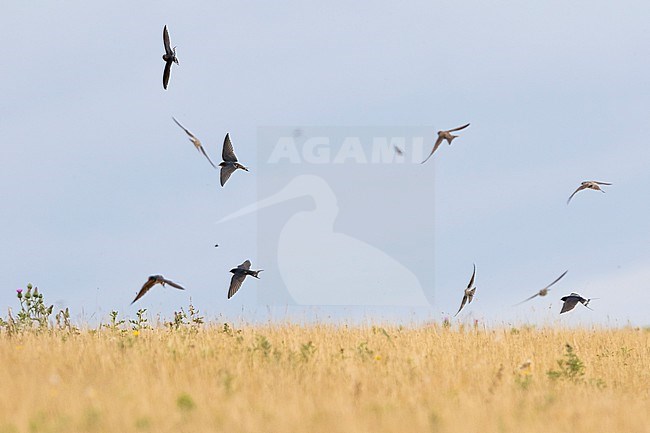Barn Swallow (Hirundo rustica) group hunting in flight stock-image by Agami/Ralph Martin,
