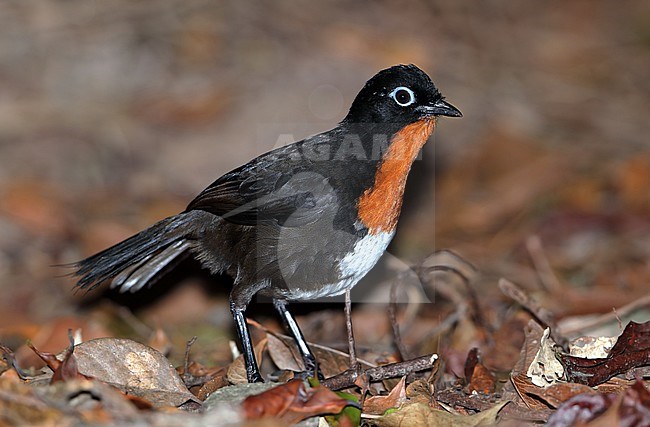 Male Chowchilla (Orthonyx spaldingii) at Mount Lewis in Mount Lewis National Park, Queensland, Australia. Standing on the ground in leaf litter. stock-image by Agami/Aurélien Audevard,