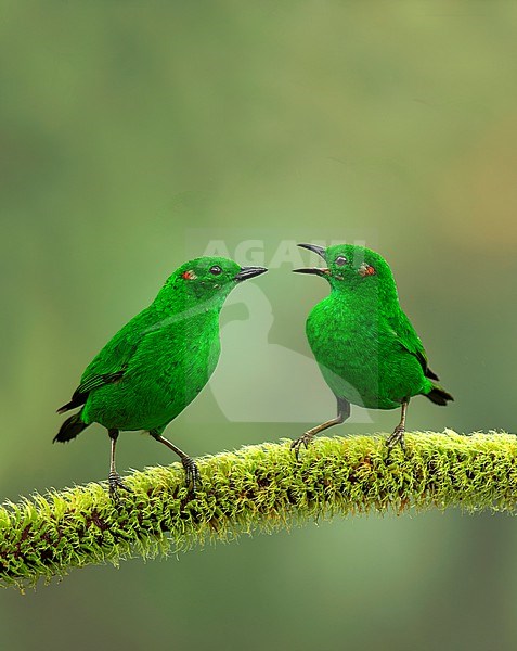 Two Glistening-green Tanagers (Chlorochrysa phoenicotis) interacting on a mossy branch in Quito, Ecuador, South-America. stock-image by Agami/Steve Sánchez,