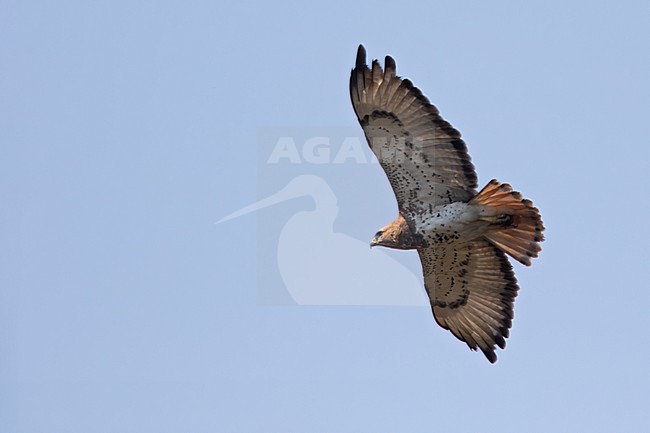 Red-necked Buzzard (Buteo auguralis) soaring above, high in the sky in Angola. Also known as the African red-tailed Buzzard. stock-image by Agami/Dubi Shapiro,