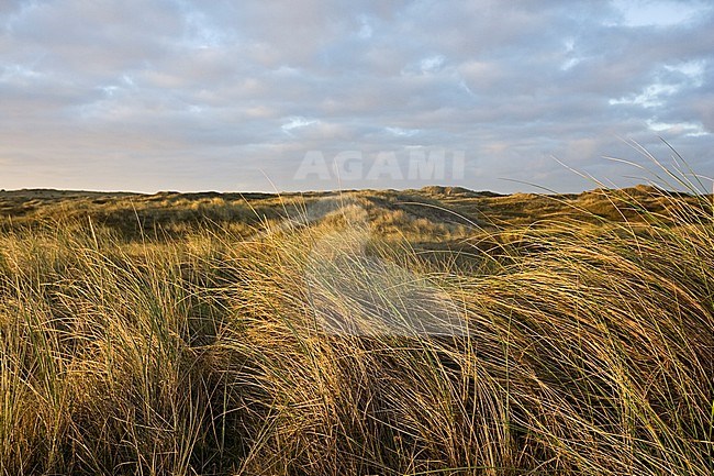 Donkere wolkenlucht boven duinen; Dark cloudy sky over dunes stock-image by Agami/Marc Guyt,