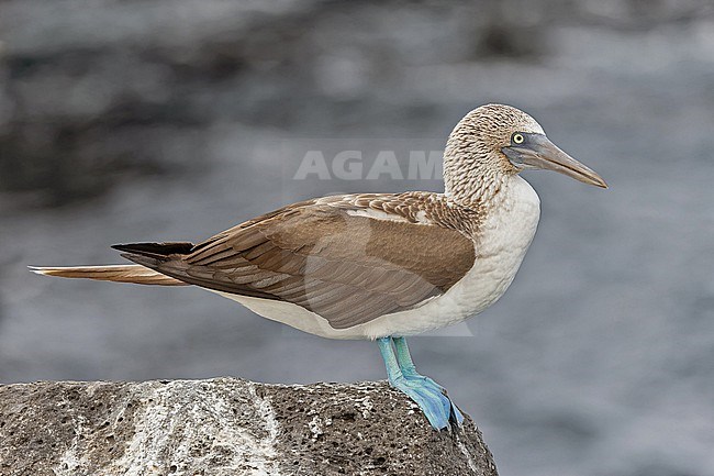 Blue-footed Booby, Sula nebouxii, on the Galapagos Islands, part of the Republic of Ecuador. stock-image by Agami/Pete Morris,