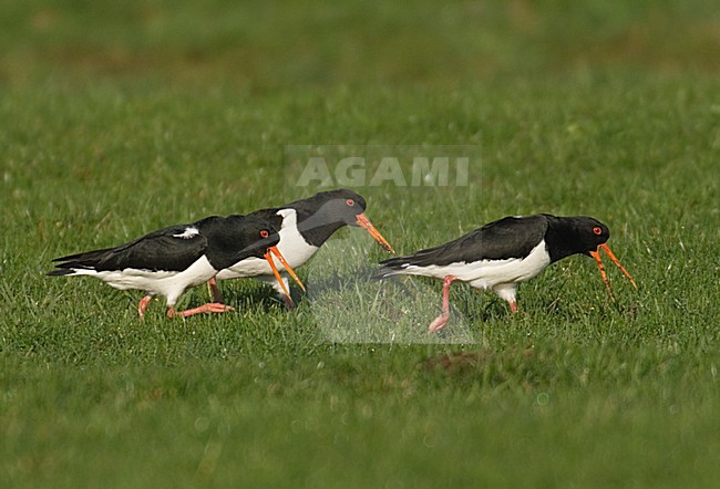 Scholeksters baltsend; Oystercatchers displaying stock-image by Agami/Hans Gebuis,