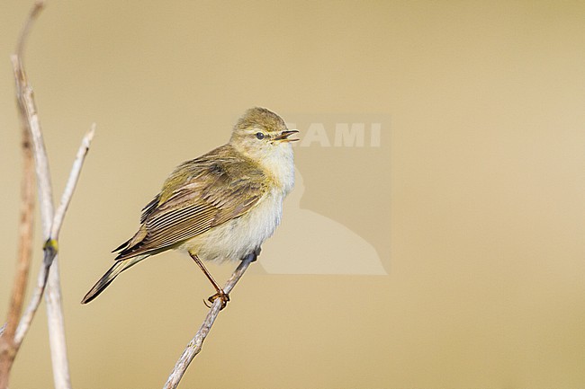 Fitis, Willow Warbler, Phylloscopus trochilus male singing during spring from singing post in territory stock-image by Agami/Menno van Duijn,
