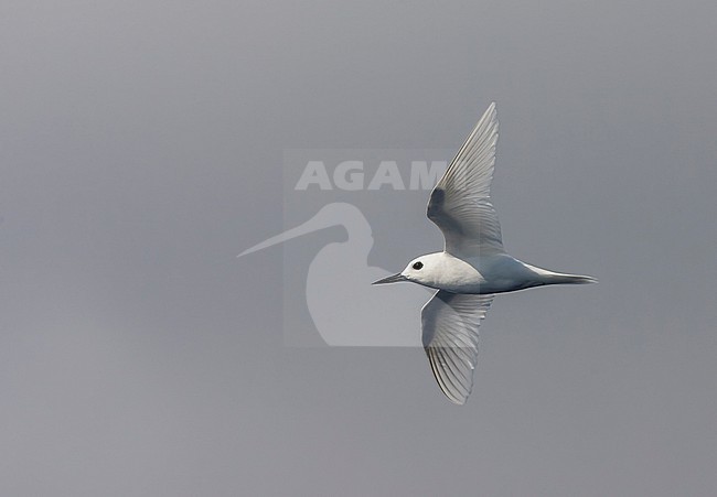 Atlantic white tern, Gygis alba alba) in the atlantic ocean. Also known as Fairy tern of White Noddy. stock-image by Agami/Marc Guyt,