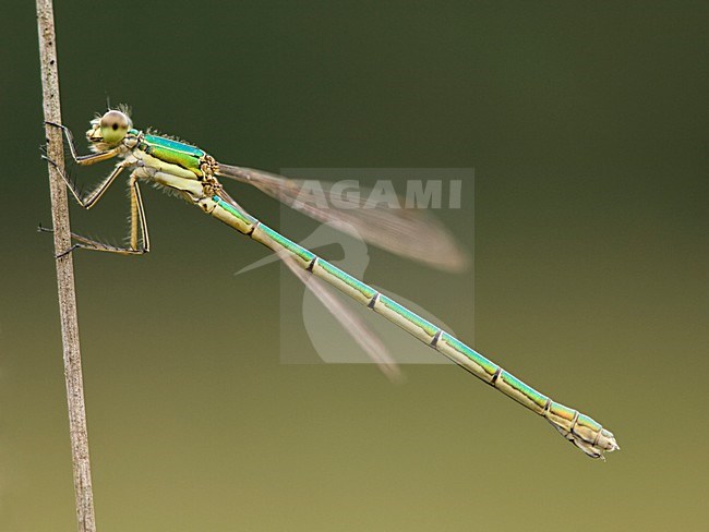 Vrouwtje Tengere pantserjuffer, Female Lestes virens stock-image by Agami/Wil Leurs,