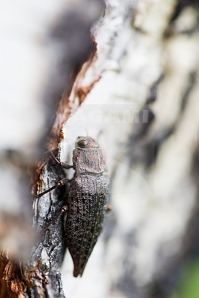 Dicerca furcata - Großer Birken-Prachtkäfer, Russia (Baikal), imago stock-image by Agami/Ralph Martin,