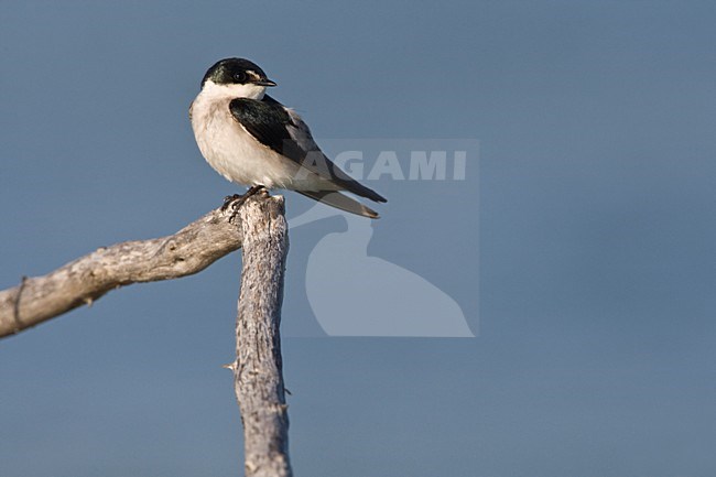 Mangrovezwaluw zittend op een tak, Mangrove Swallow perched on a branch stock-image by Agami/Wil Leurs,