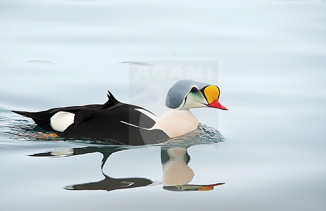 Male King Eider (Somateria spectabilis) wintering in harbour of north Norway. Swimming, seen from the side. stock-image by Agami/Dani Lopez-Velasco,
