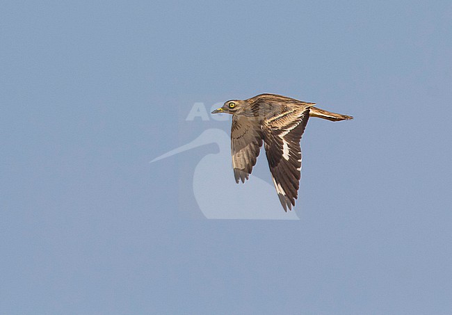 Eurasian Thick-knee flying over Egypt during migration. stock-image by Agami/Edwin Winkel,