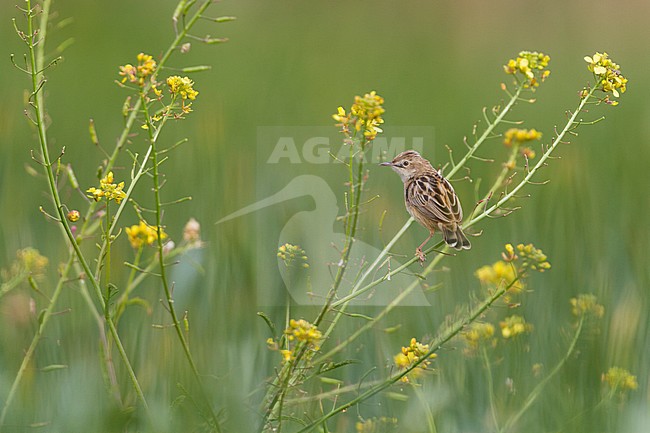 Zitting Cisticola - Zistensänger - Cisticola juncidis ssp. cisticola, Morocco stock-image by Agami/Ralph Martin,