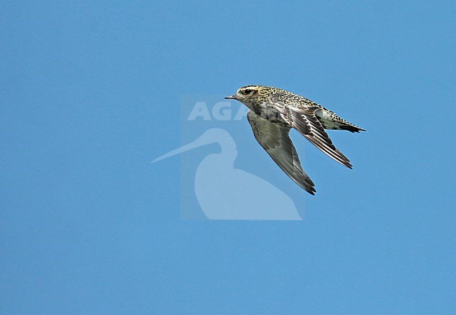 Eurasian Golden Plover (Pluvialis apricaria), adult in flight, seen from the side, showing upper/underwing and showing active primairy moult. stock-image by Agami/Fred Visscher,