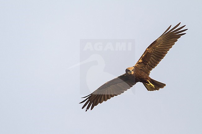 Western Marsh Harrier - Rohrweihe - Circus aeruginosus ssp. aeruginosus, Oman, 1st cy stock-image by Agami/Ralph Martin,