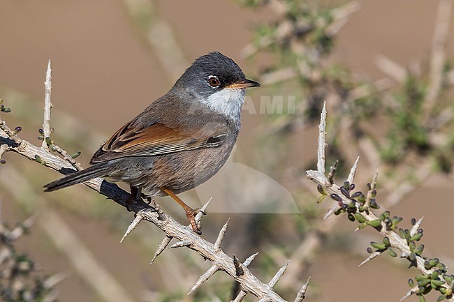 Spectacled Warbler (Sylvia conspicillata orbitalis) on Fuerteventura, Canary island, Spain stock-image by Agami/Daniele Occhiato,