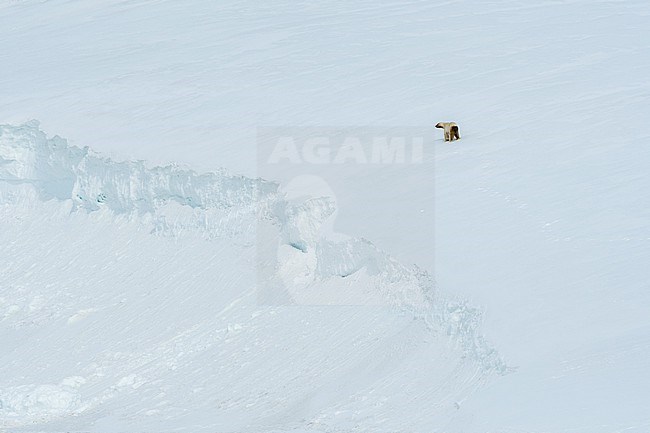 A polar bear, Ursus maritimus, walking in the snow. Svalbard, Norway stock-image by Agami/Sergio Pitamitz,