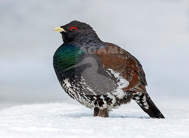 Western Capercaillie sitting on the snow in Olari, Espoo. February 2013. stock-image by Agami/Vincent Legrand,