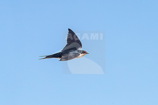 Adult Ethiopian Swallow (Hirundo aethiopica) showing upperparts in flight near Mogadishu, Somalia. stock-image by Agami/David Monticelli,