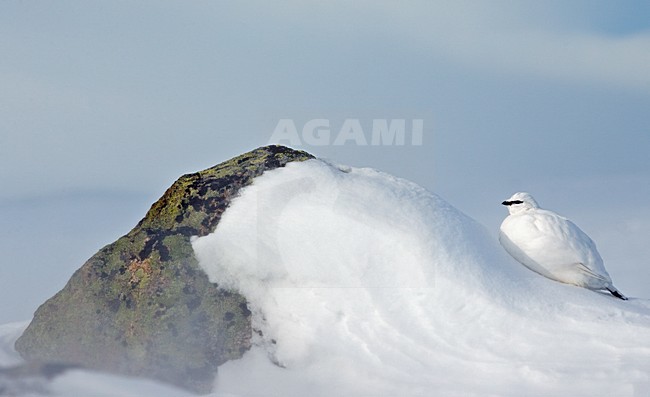 Alpensneeuwhoen in de sneeuw, Rock Ptarmigan in the snow stock-image by Agami/Markus Varesvuo,