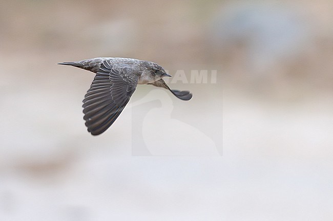Pale Crag Martin (Ptyonoprogne obsoleta) wintering in Oman. stock-image by Agami/Sylvain Reyt,