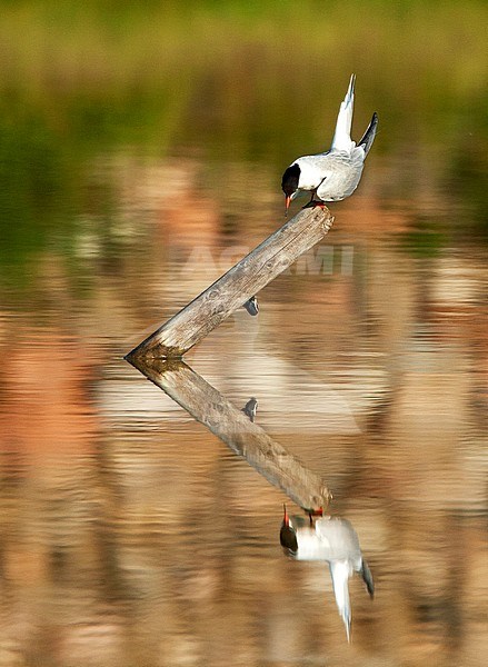 Common Tern (Sterna hirundo) adult looking down with reflection in the water stock-image by Agami/Roy de Haas,