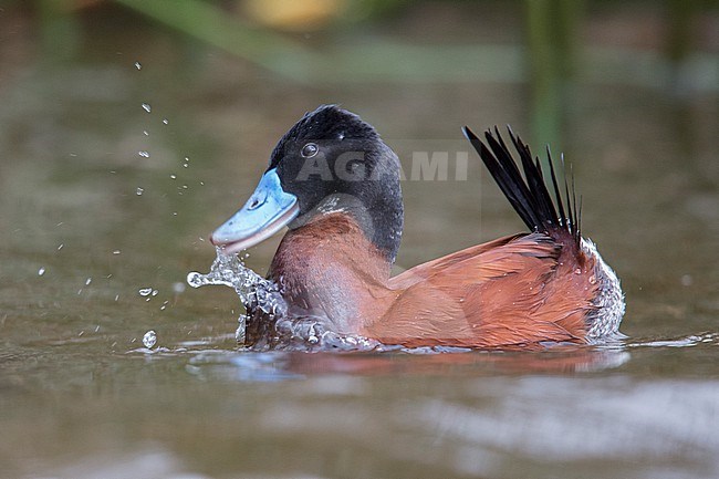 A male Andean Duck (Oxyura ferruginea) at Laguna Cocha, Pasto, Colombia. stock-image by Agami/Tom Friedel,