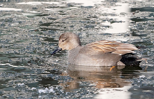 Gadwall (Anas strepera) male in winter in water with ice stock-image by Agami/Roy de Haas,