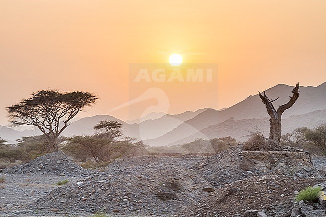 Al Batinah, Oman stock-image by Agami/Ralph Martin,