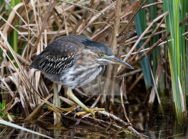 Green Heron immature; Groene Reiger onvolwassen stock-image by Agami/Marc Guyt,