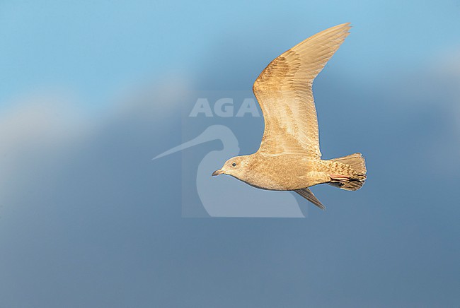 Wintering second calendar year Iceland Gull (Larus glaucoides) flying over arctic harbour in Varangerfjord, northern Norway. stock-image by Agami/Marc Guyt,