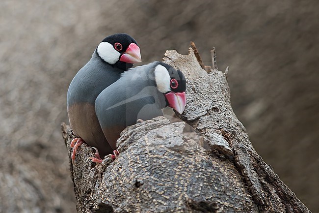 Java Sparrow (Padda oryzivora) two birds perched on a trunc. stock-image by Agami/Dubi Shapiro,
