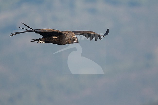 Cinereous Vulture - Mönchsgeier - Aegypius monachus, Spain, immature stock-image by Agami/Ralph Martin,