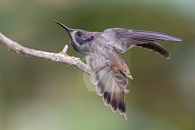 Brown Violetear (Colibri delphinae) stretching at Queremal, Colombia. stock-image by Agami/Tom Friedel,