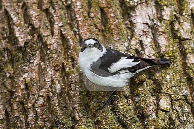Collared Flycatcher - Halsbandschnäpper - Ficedula albicollis, Germany, adult male stock-image by Agami/Ralph Martin,