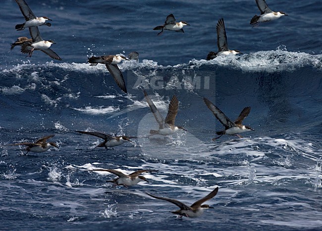 Grote Pijlstormvogel groep vliegend; Great Shearwater group flying stock-image by Agami/Marc Guyt,