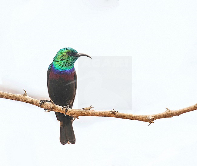 Male Purple-banded Sunbird (Cinnyris bifasciatus) in Tanzania. stock-image by Agami/Pete Morris,