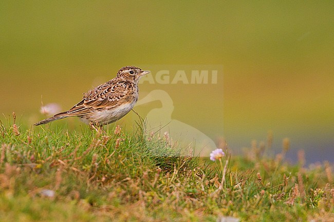 Eurasian Skylark - Feldlerche - Alauda arvensis arvensis, Germany, juvenile stock-image by Agami/Ralph Martin,