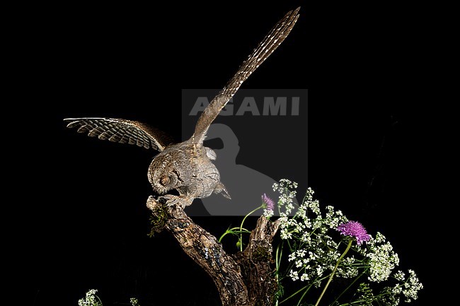 Eurasian Scops Owl (Otus scops scops) during the night in Italy. stock-image by Agami/Alain Ghignone,