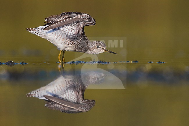 Wood Sandpiper (Tringa glareola) during migration in Italy. Standing in shallow water. stock-image by Agami/Daniele Occhiato,